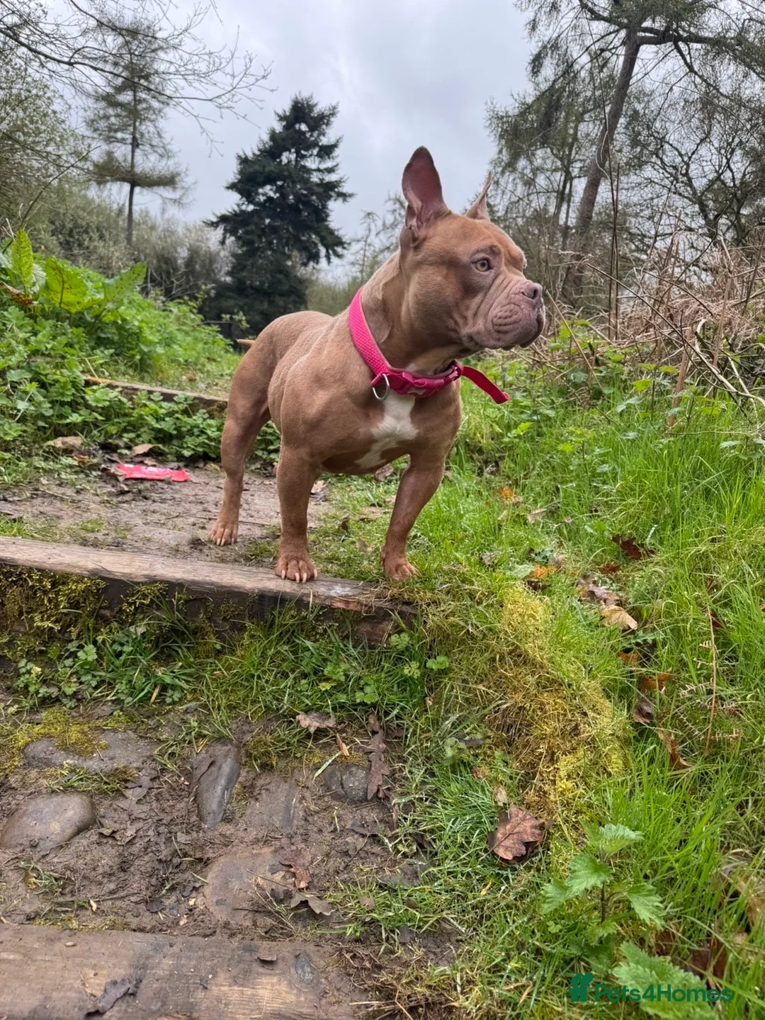 American Bull Staffy dogs for sale: One boy and two girl puppies - Advert 1