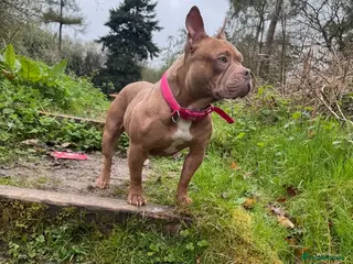 American Bull Staffy dogs One boy and two girl puppies - Advert 1