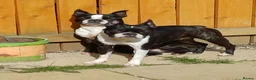 Boston Terrier dogs for sale: Available: healthy mother and daughter - Advert 4