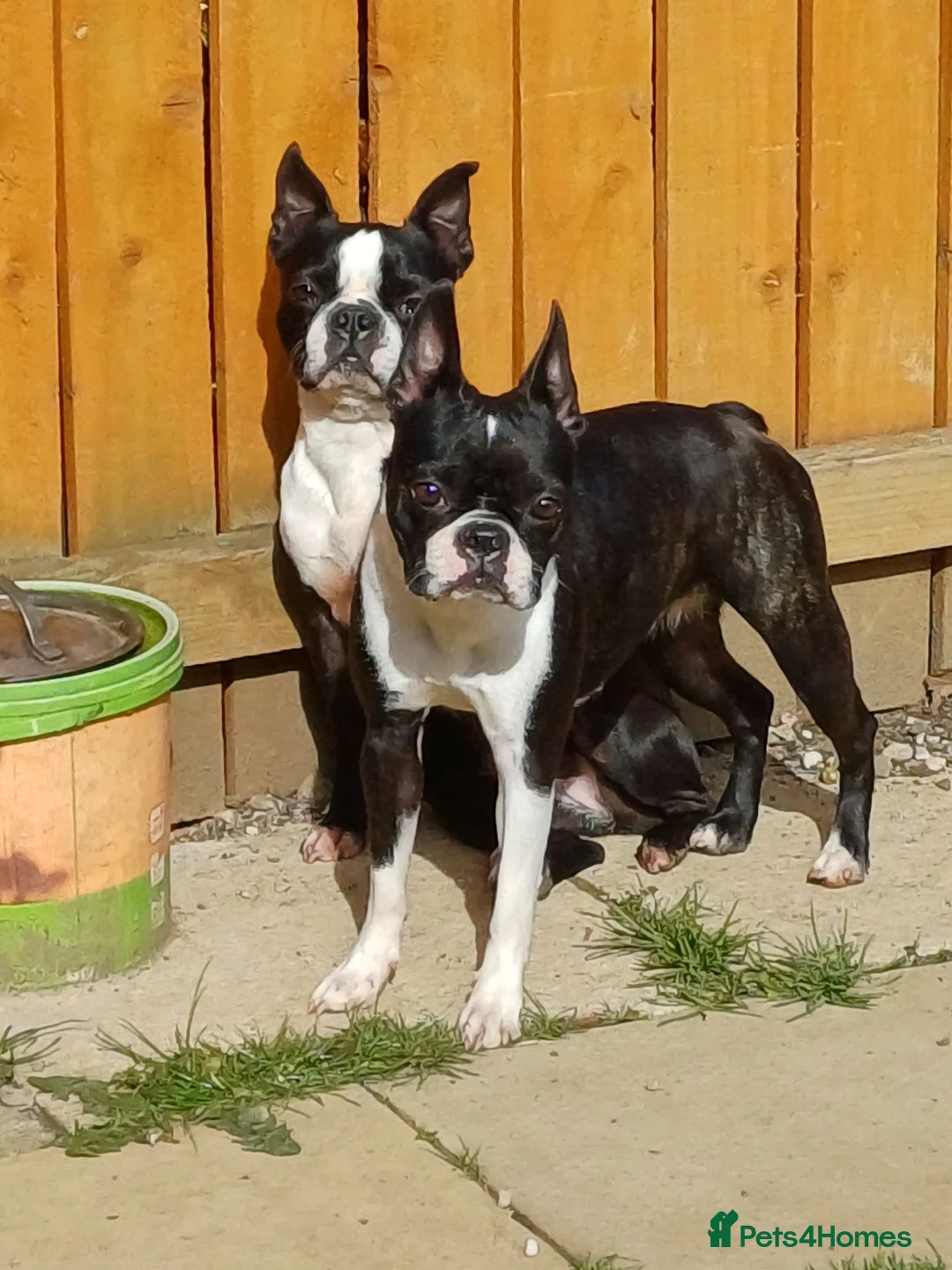 Boston Terrier dogs for sale: Available: healthy mother and daughter - Advert 4