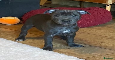 Staffordshire Bull Terrier dogs in Swansea - Advert 5