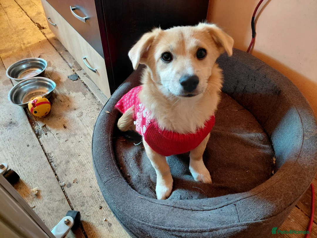 Mixed Breed dogs for adoption: 🌸Little HARA🌸- gentle, grateful and full of love - Advert 8