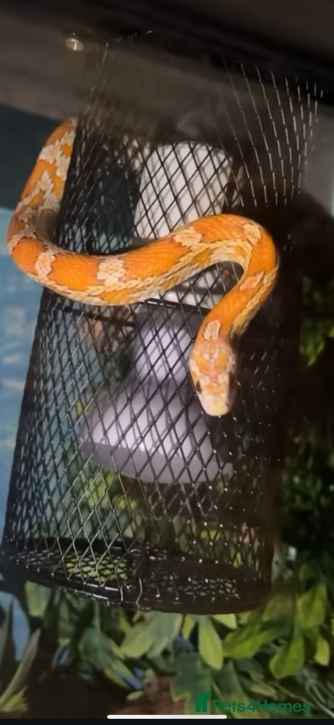 Corn Snake reptiles for sale: Orange Corn Snake  - Advert 2