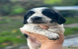 Cocker Spaniel dogs for sale: Working cocker spaniel  - Advert 9