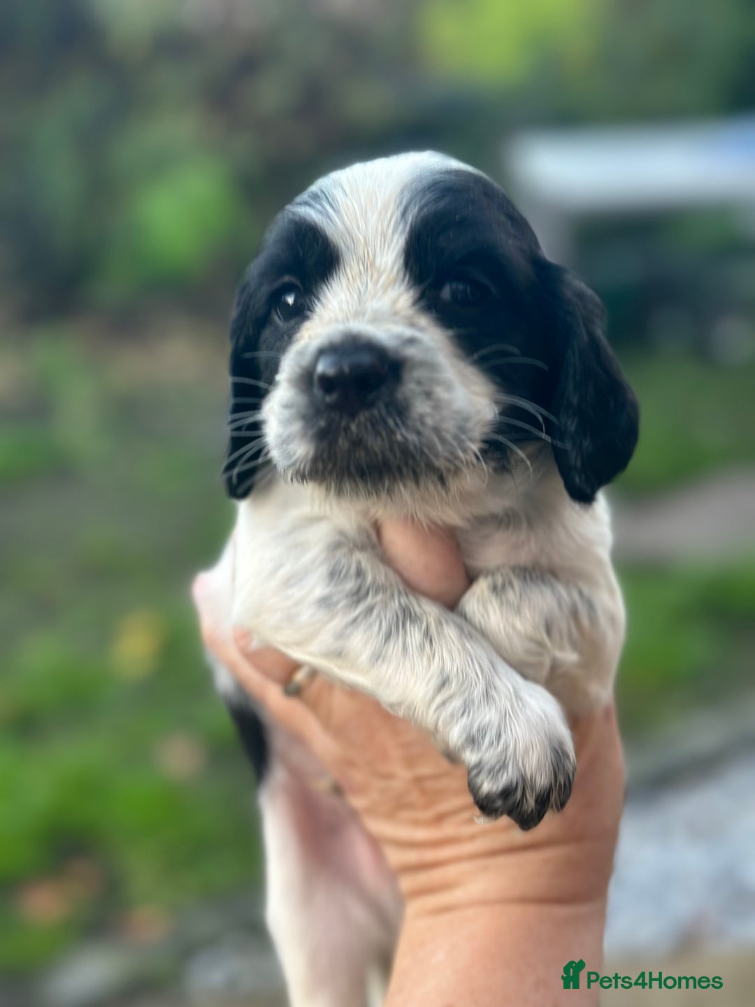 Cocker Spaniel dogs for sale: Working cocker spaniel  - Advert 9