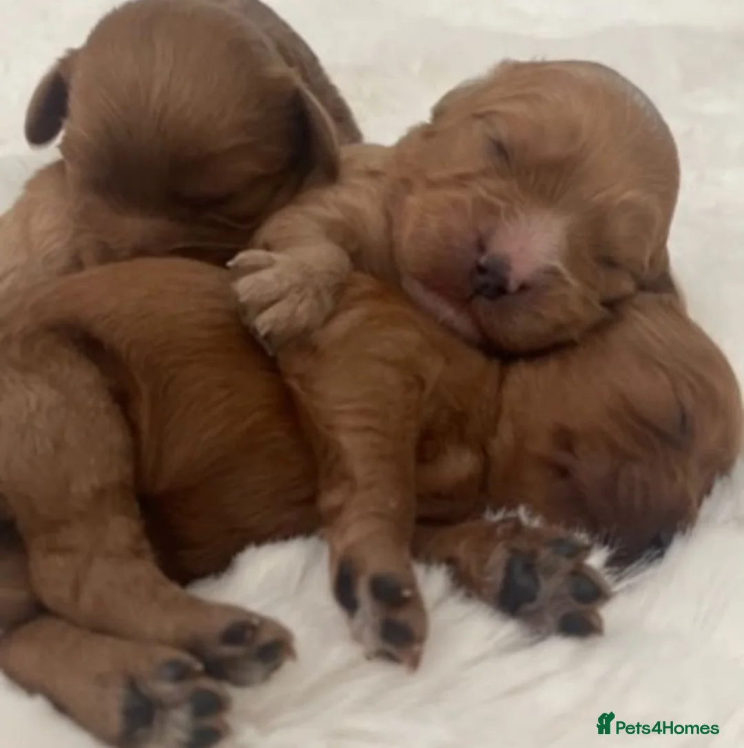 Cavapoo dogs for sale: CAVAPOO PUPPIES  in Plymouth - Advert 7