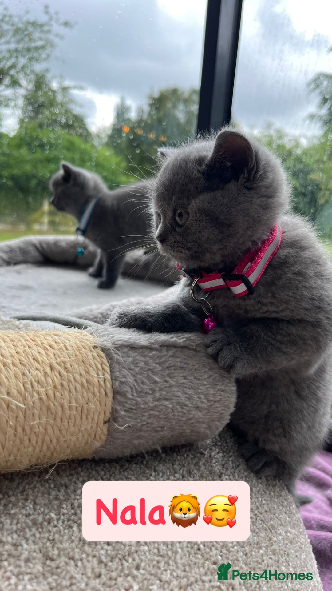 British Shorthair cats for sale: GCCF British Shorthair kittens  - Image 9