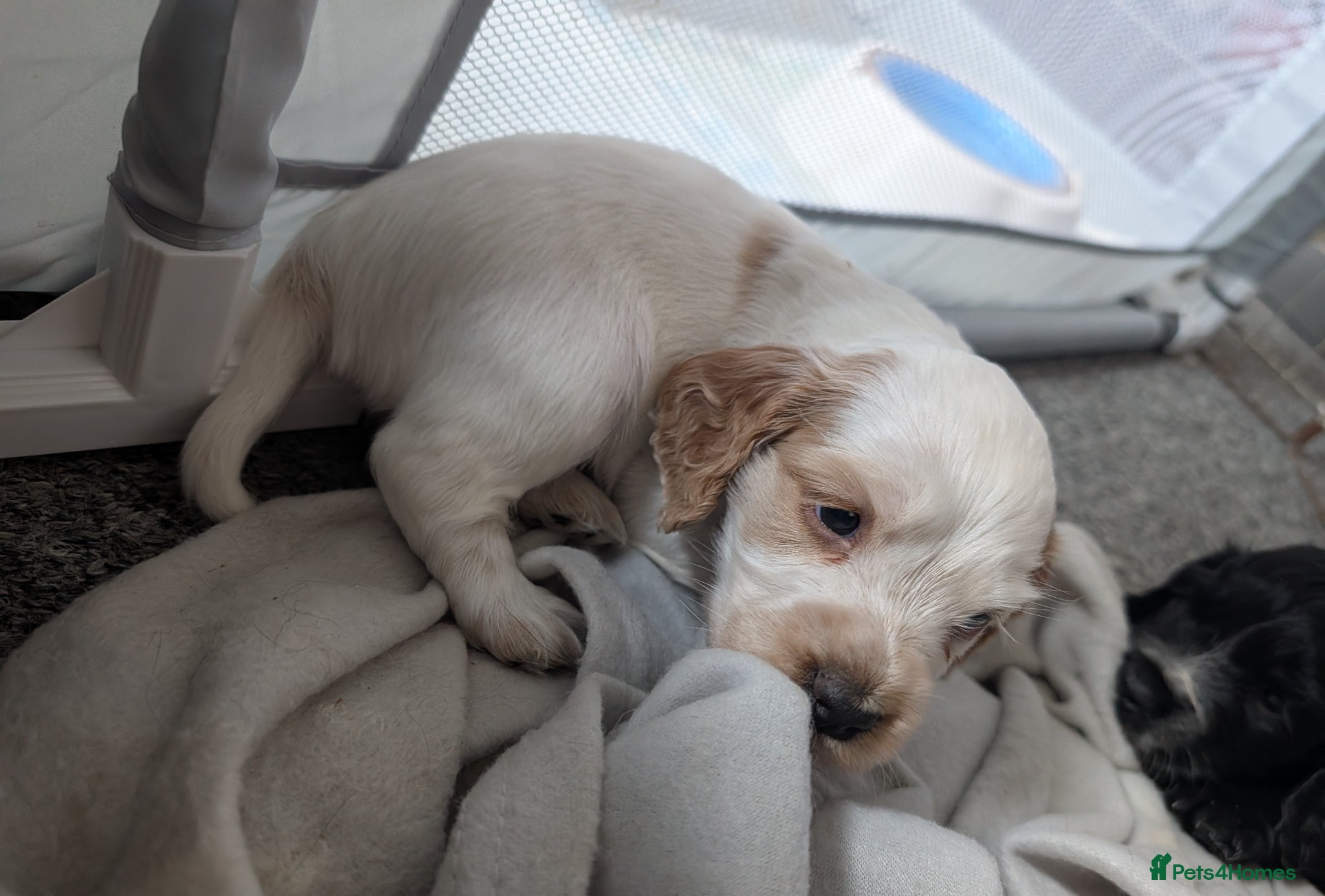 Cocker Spaniel Puppy 7