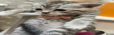 American Shorthair 2