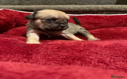 Mixed Breed dogs for sale: Beautiful Little Bundles Of Joy - Image 3