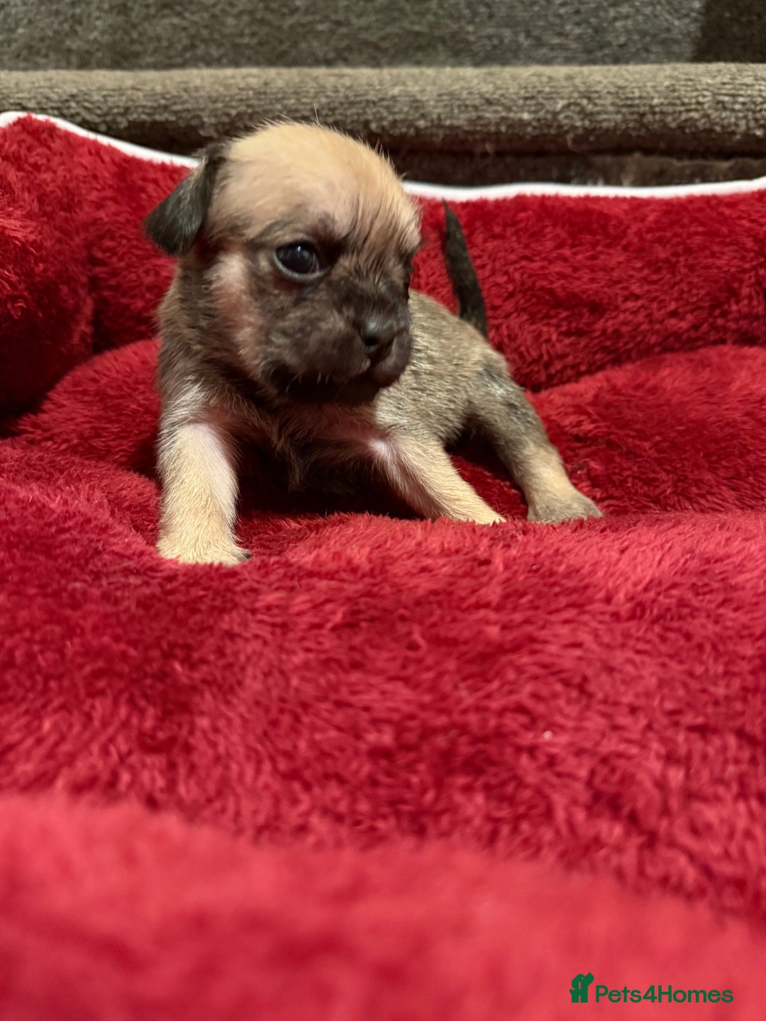 Mixed Breed dogs for sale: Beautiful Little Bundles Of Joy - Image 3