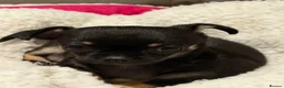 Chihuahua dogs for sale: Black & tan chihuahua  **   in Mexborough - Advert 2