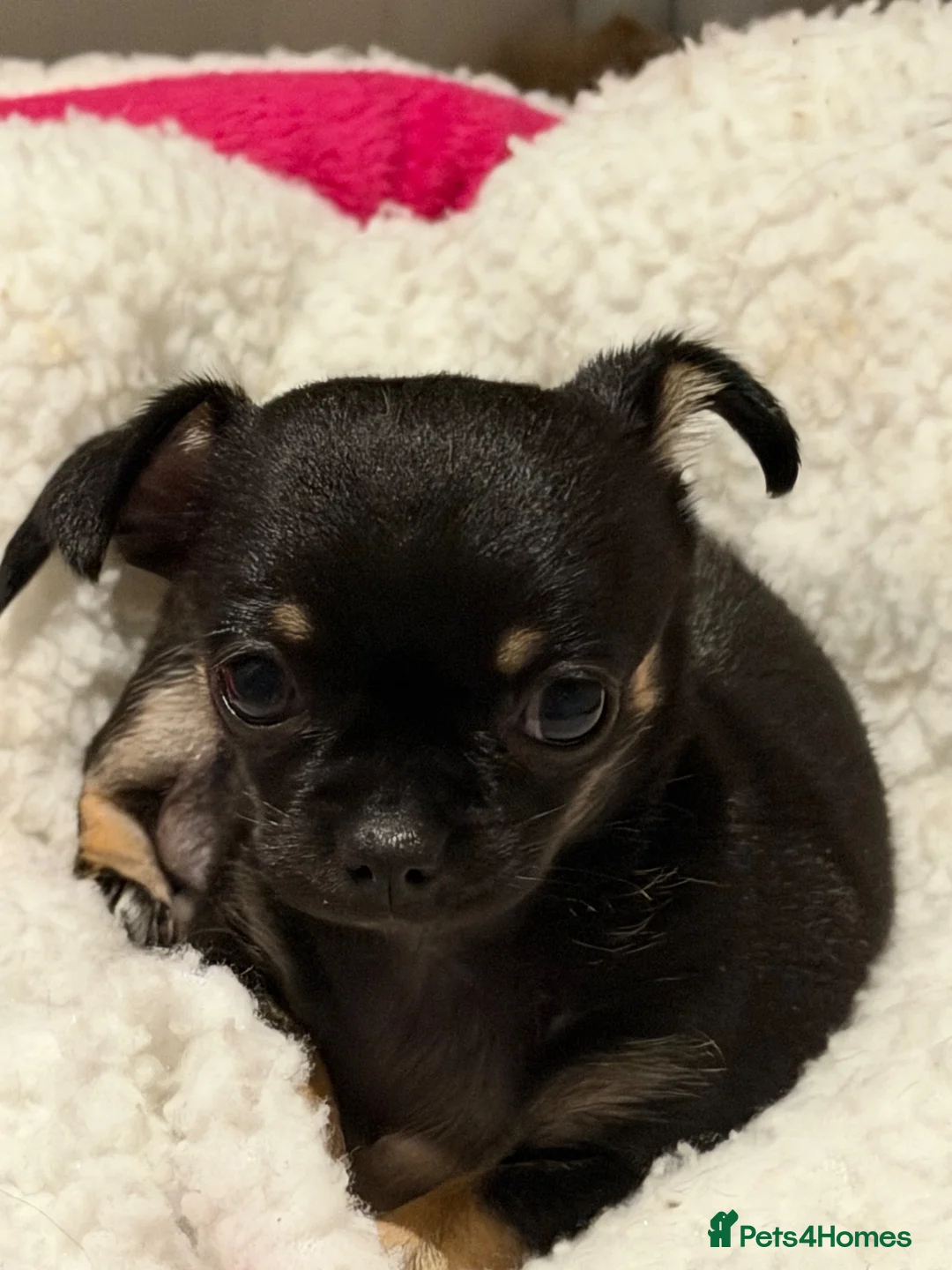 Chihuahua dogs for sale: Black & tan chihuahua  **   in Mexborough - Advert 2