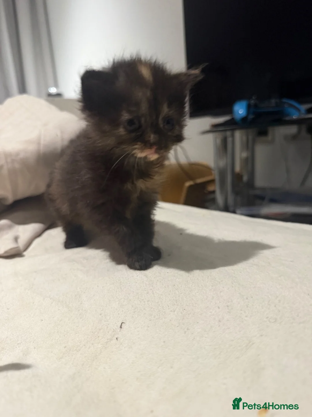 Mixed Breed cats for sale: Beautiful Siberian x Maine Coon Mix Kittens - Advert 9