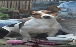 Jack Russell dogs for sale: jack Russell puppies for sell  - Image 2