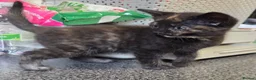 Mixed Breed cats for sale: 2 stunning kittens still available  - Advert 33