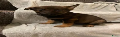 Belgian Malinois x German Shepard puppies