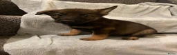 Mixed Breed dogs for sale: Belgian Malinois x German sheppard puppies - Advert 5