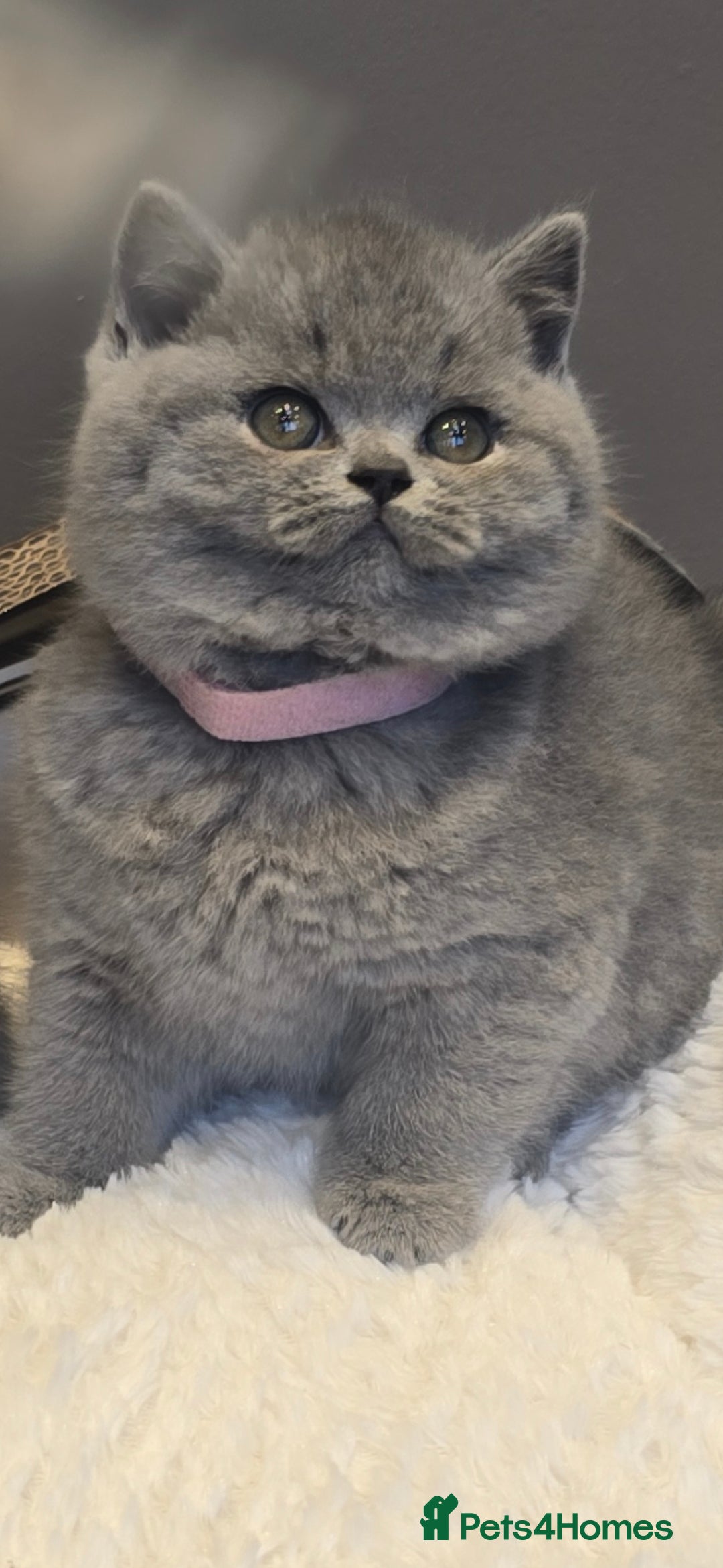 British Shorthair cats Adorable British Shorthair Kittens  - Advert 18