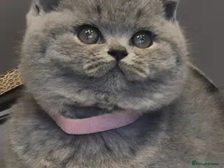 British Shorthair cats Adorable British Shorthair Kittens - Advert 18