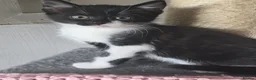 Mixed Breed cats for sale: Gorgeous litter of kittens ready now  - Advert 9