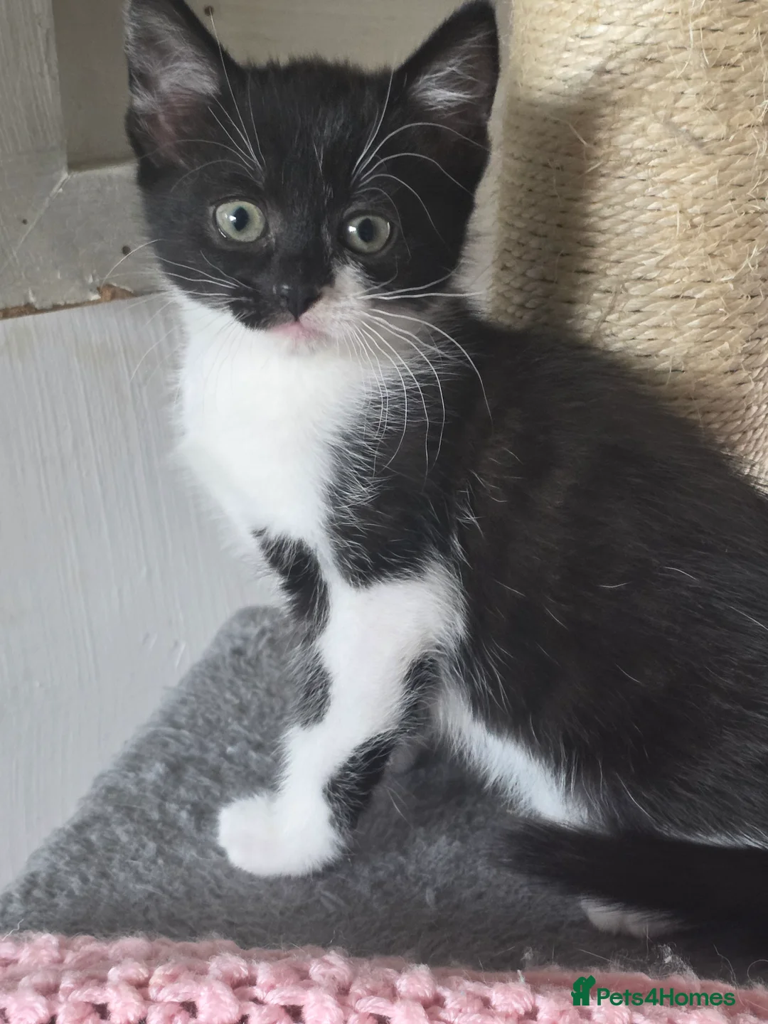 Mixed Breed cats for sale: Gorgeous litter of kittens ready now  - Advert 9