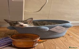 Domestic Shorthair cats for sale: Siblings looking for loving home - Image 2
