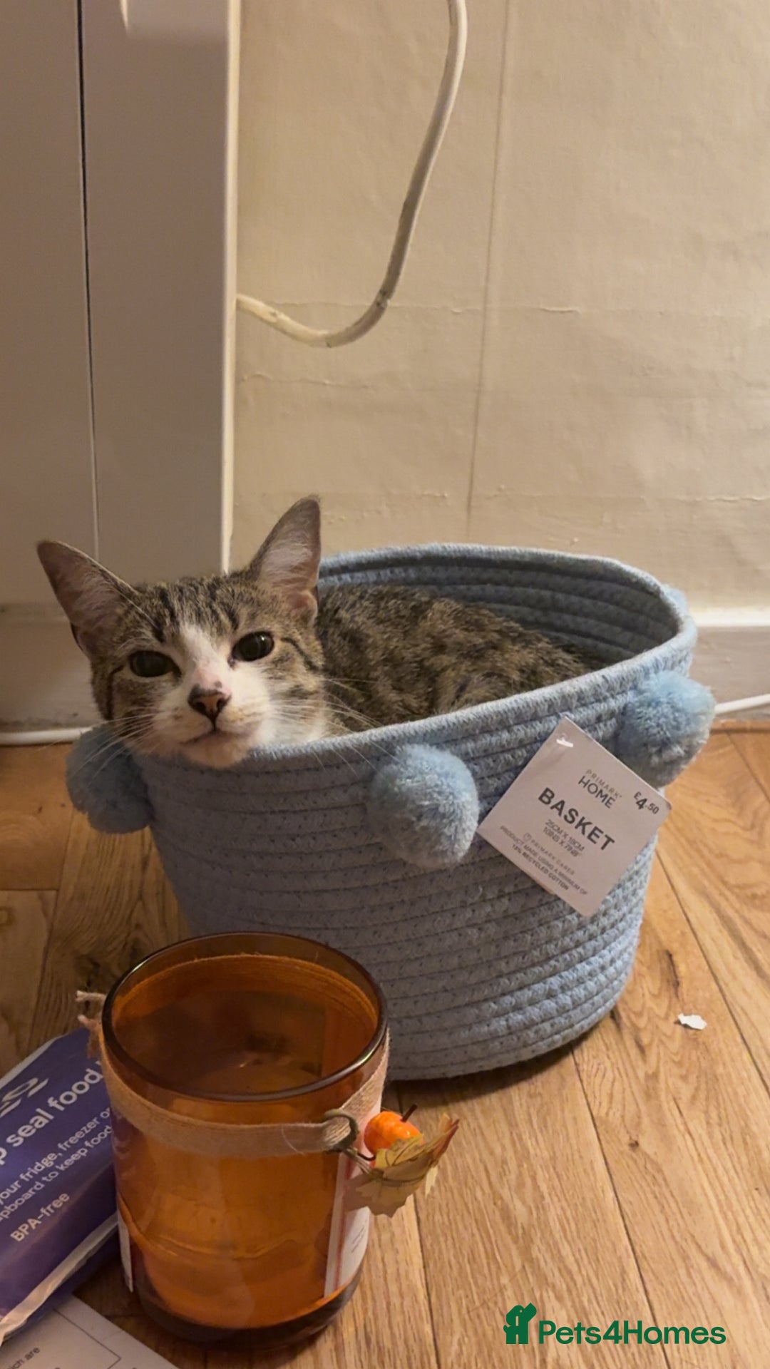 Domestic Shorthair cats for sale: Siblings looking for loving home - Image 2