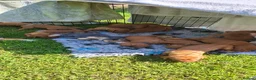 Hungarian Vizsla dogs for sale: 2 beautiful strong WH vizsla pups remaining. - Advert 8