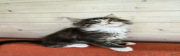 Maine Coon cats for sale: Maine coon kittens  - Advert 2