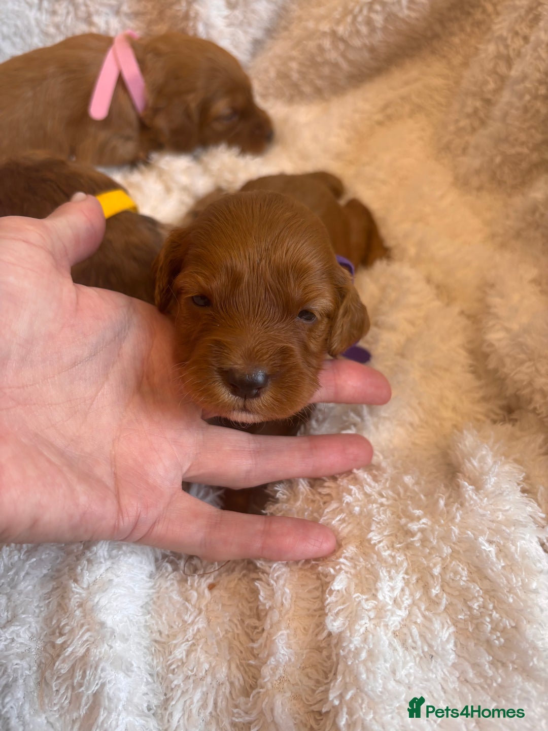 Irish Doodle dogs for sale: 🐾 F1 Beautiful Miniature Irish Doodle Puppies 🐾  - Image 22