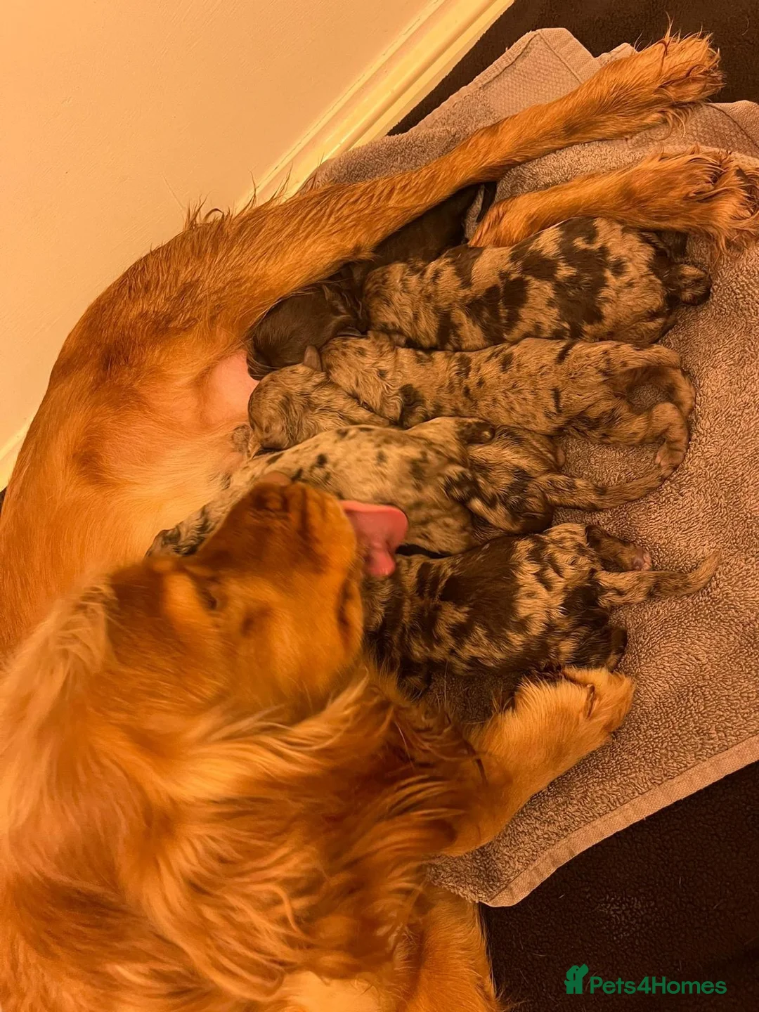 Cockapoo dogs for sale: GORGEOUS F1 MERLE COCKAPOOS HEALTH TESTED PARENTS  - Advert 10