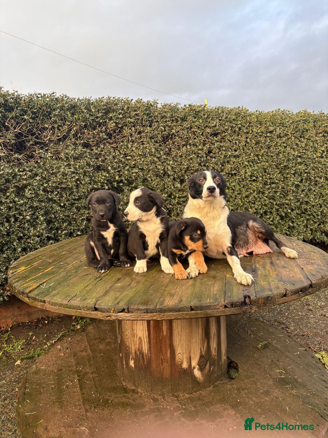Border Collie dogs for sale: Collie X Huntaway Pups - Advert 5