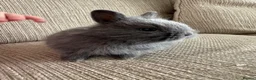 Lionhead rabbits for sale: Lion head babies  - Advert 6