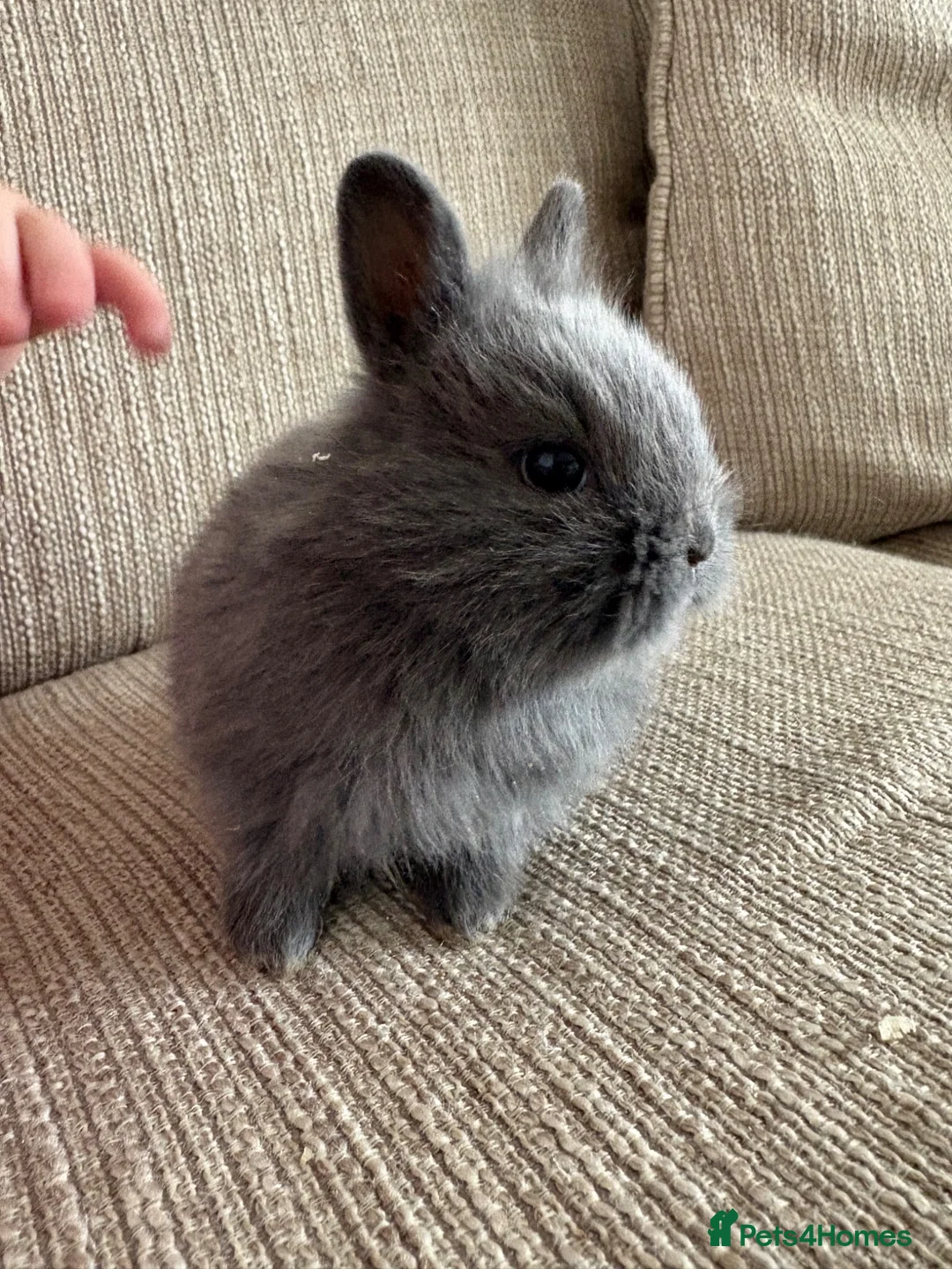 Lionhead rabbits for sale: Lion head babies  - Advert 6