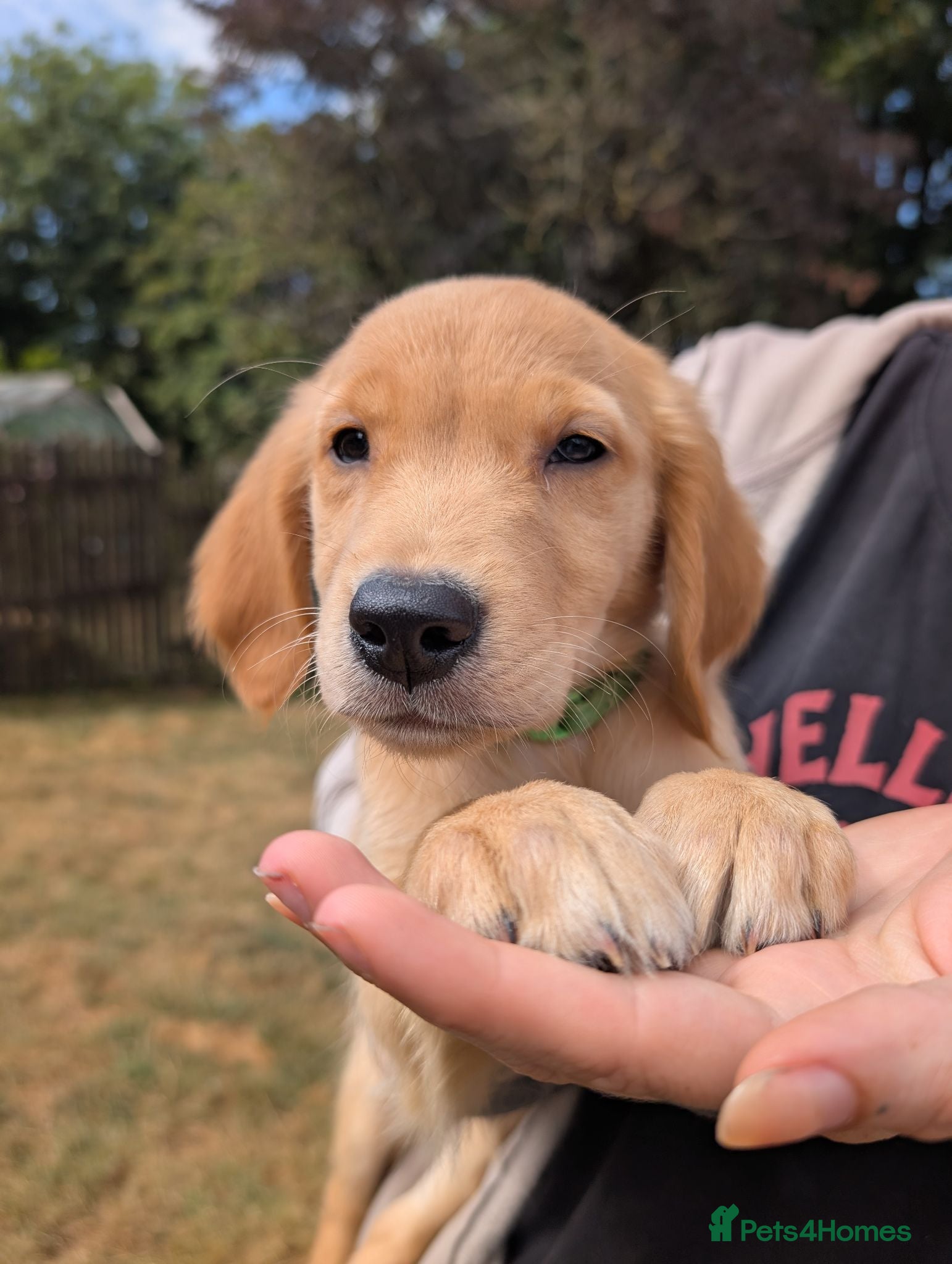 Golden Retriever dogs Beautiful KC registered Golden Retriever puppies  - Advert 2