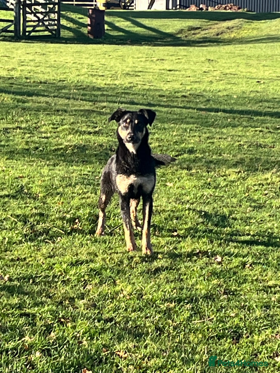 Huntaway dogs for sale: Peggy - Advert 4