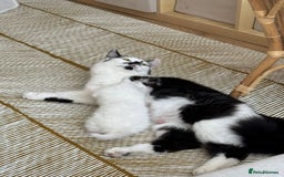 Maine Coon cats for sale: Maincoon X ragdoll - Image 9