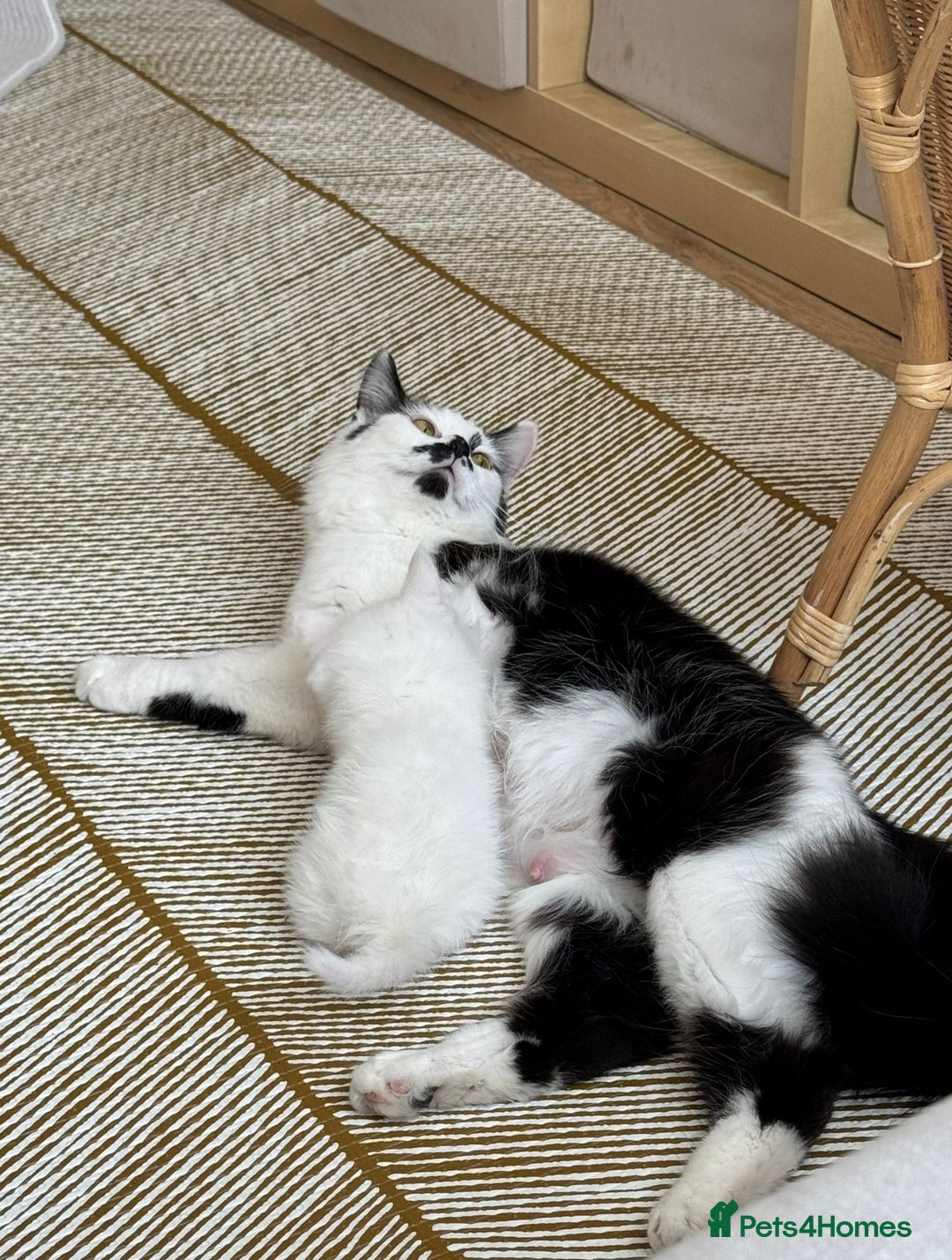 Maine Coon cats for sale: Maincoon X ragdoll - Image 9
