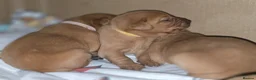 Labrador Retriever dogs for sale: Stunning dark red puppies  - Advert 5