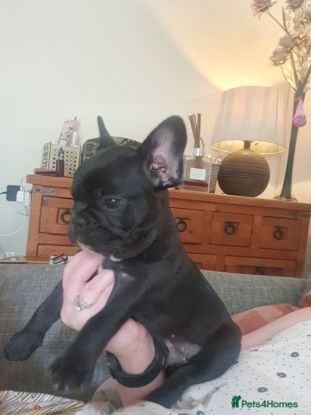 French Bulldog dogs for stud: Gorgeous Lilac And Tan self tying Frenchie Stud - Image 7