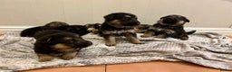 German Shepherd dogs for sale: 6 Beautiful straight back German Sheperd puppies  - Advert 7