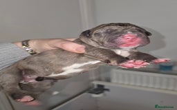 Boxer dogs for sale: Beautiful Boxer cross - Image 10