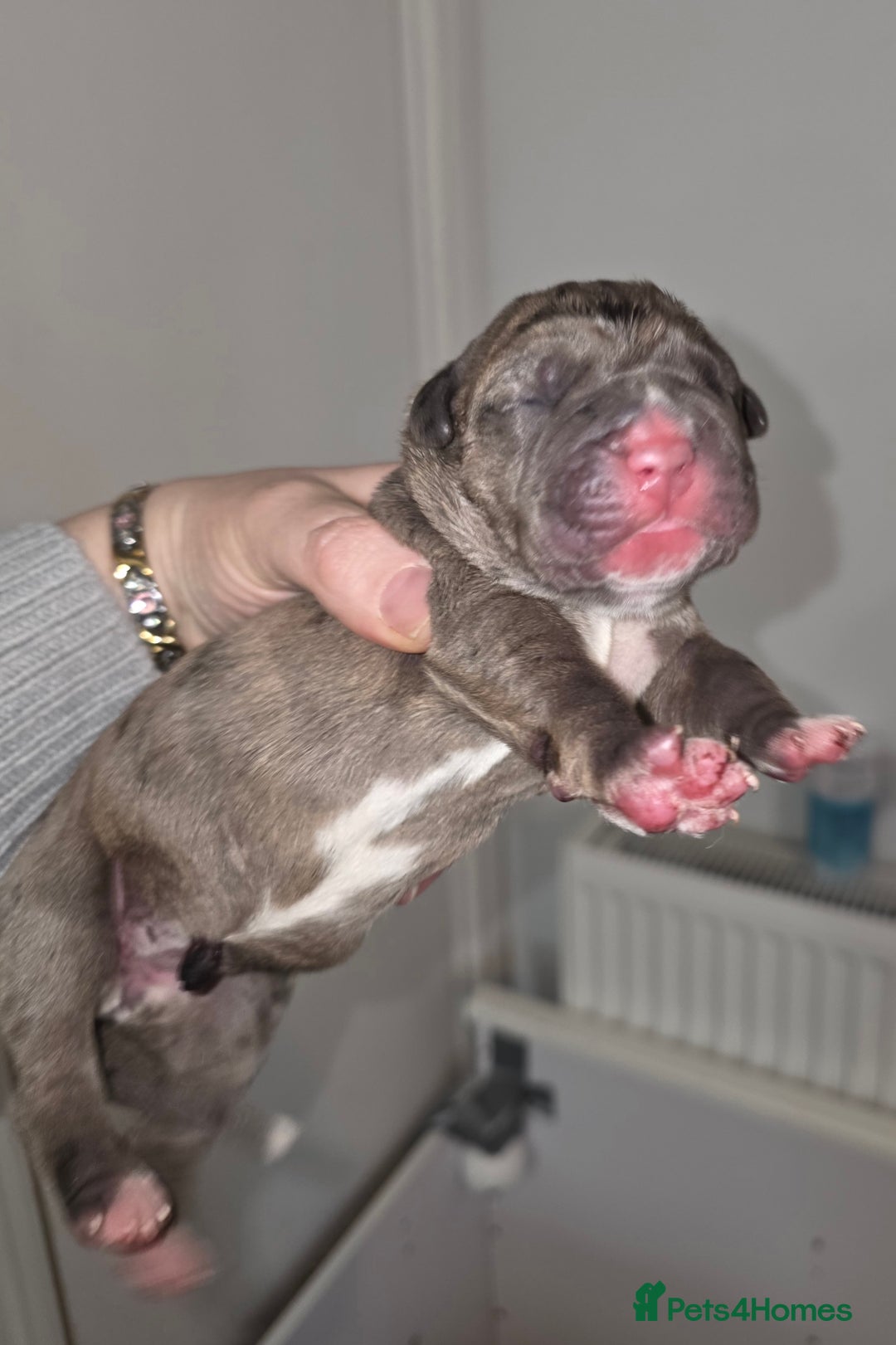 Boxer dogs for sale: Beautiful Boxer cross - Image 10