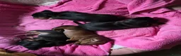 Miniature Dachshund dogs for sale: Minature Dachshund  - Advert 21
