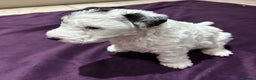 Fox Terrier dogs for sale: wire hair fox terrier puppies - Advert 6