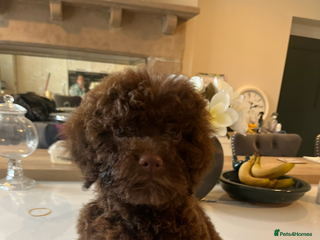 Lagotto Romagnolo dogs - Advert 34