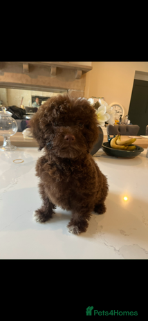 Lagotto Romagnolo dogs - Advert 1