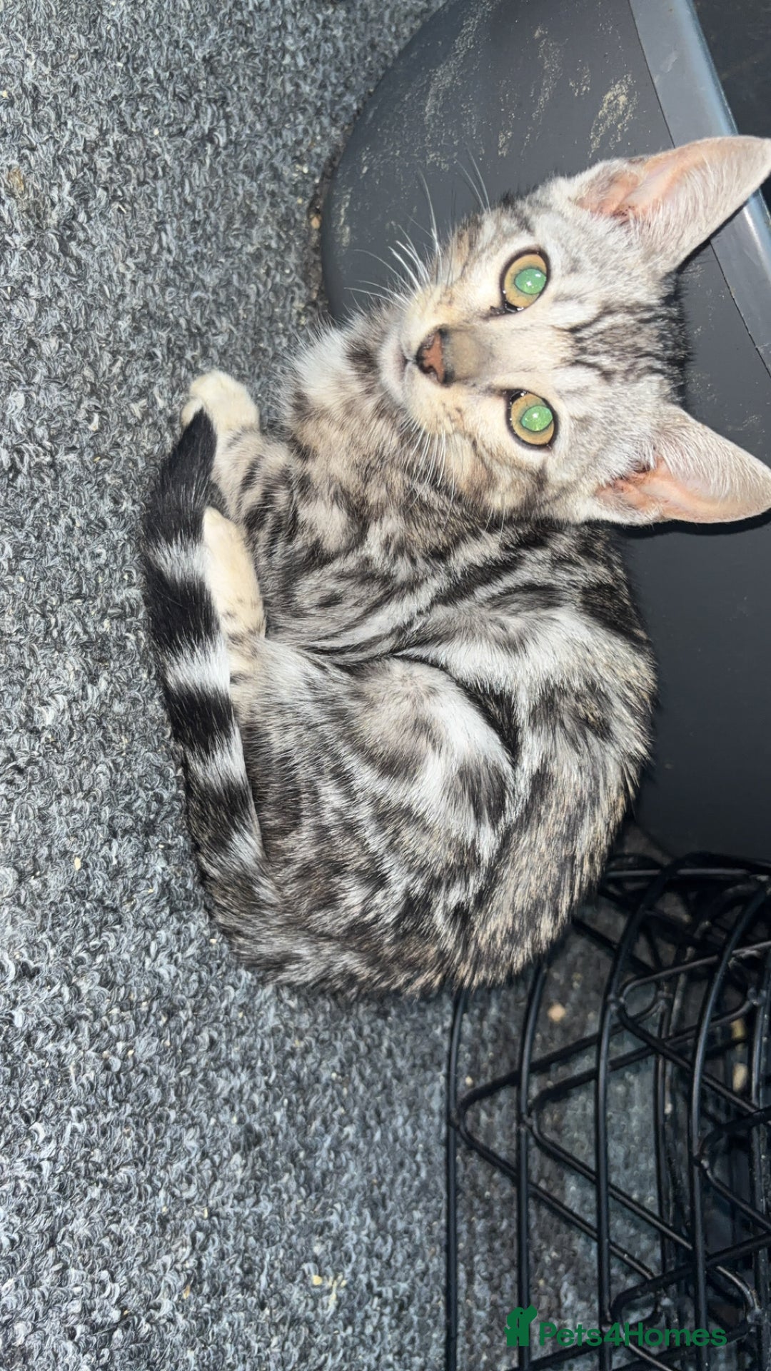 Bengal cats for sale: Beautiful Bengal kittens  - Advert 3