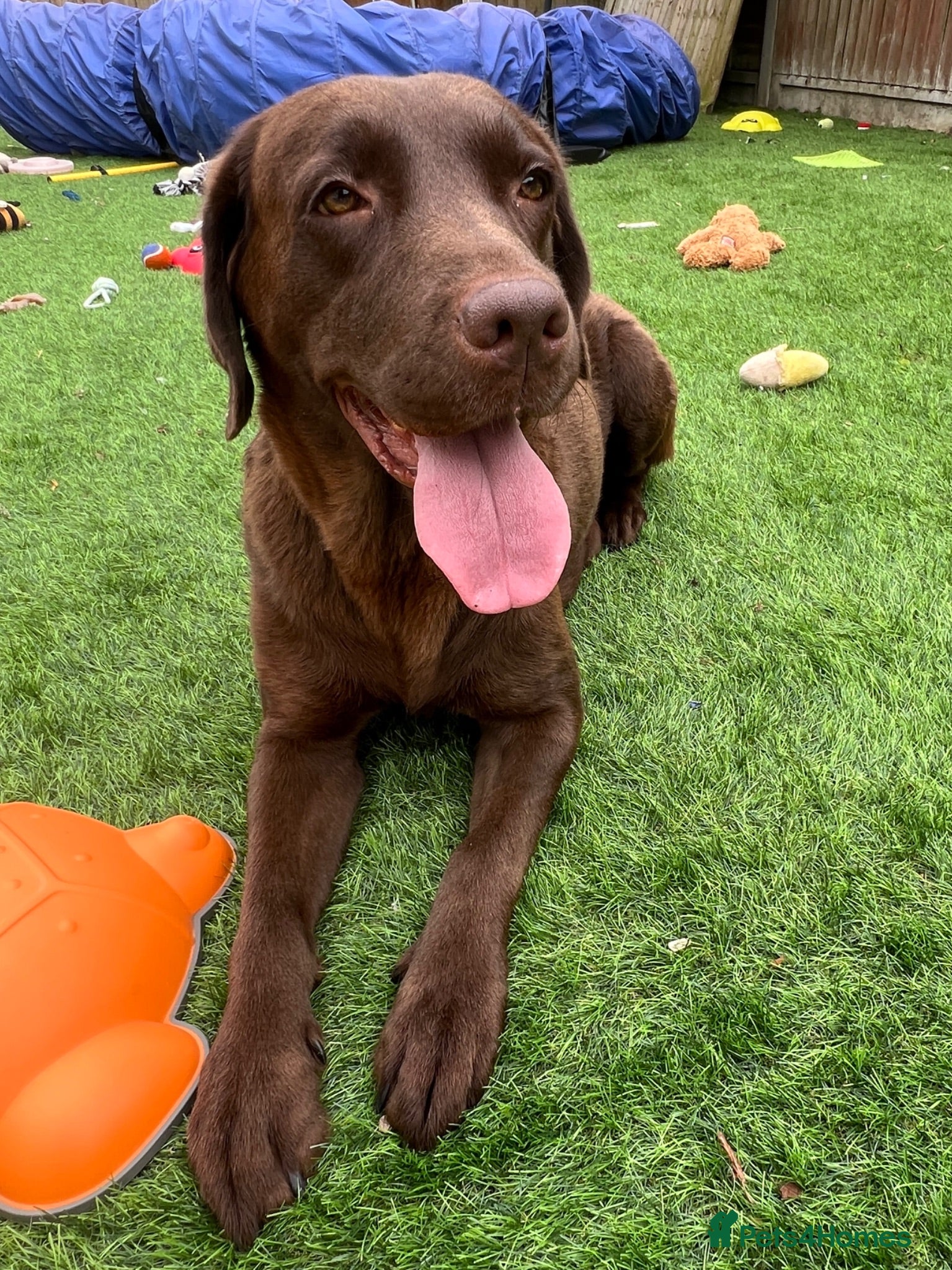 Labrador Retriever dogs STUNNING Chocolate Labrador Puppies  - Advert 2